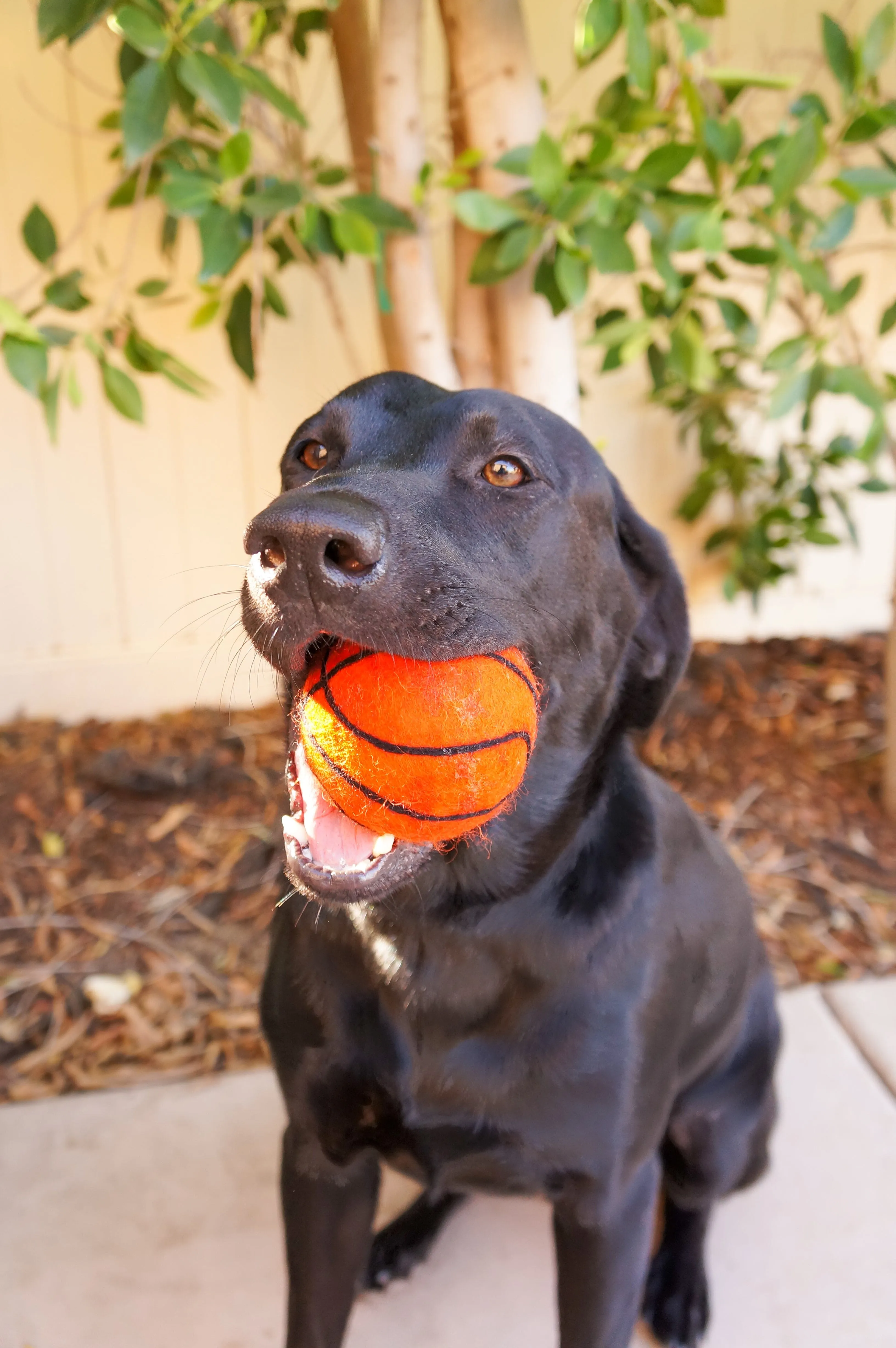 Dog XL Sport Ball