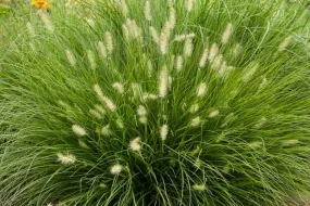 Etouffee™ Fountain Grass