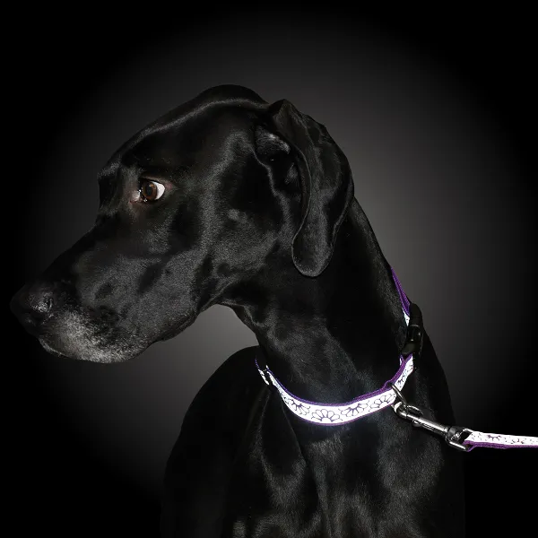 Lazer Brite Reflective Dog Collar - Orange