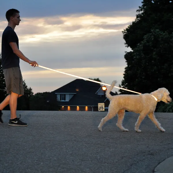 Lazer Brite Reflective Dog Collar - Orange