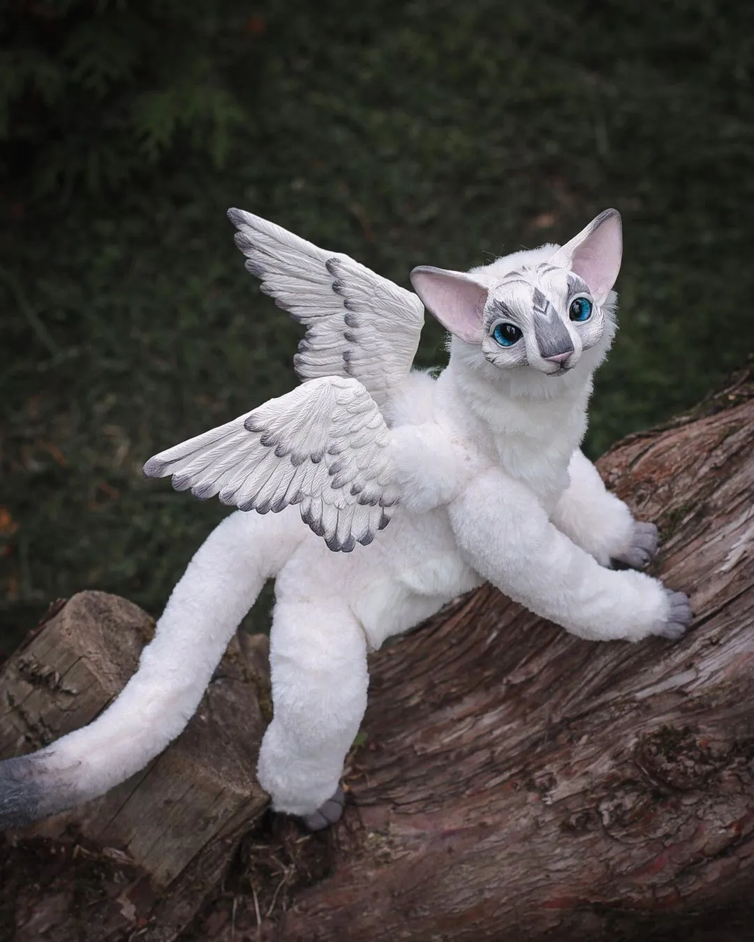 Oriental Angel-cat