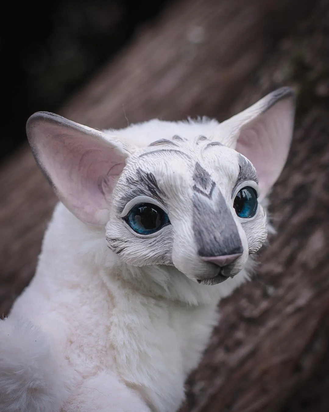 Oriental Angel-cat