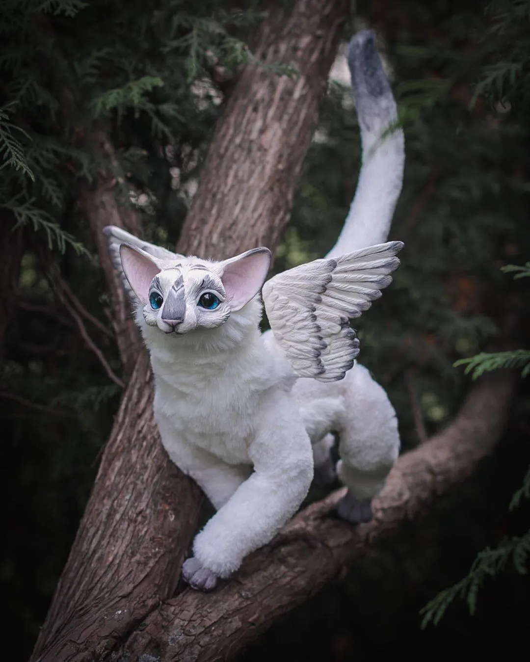 Oriental Angel-cat