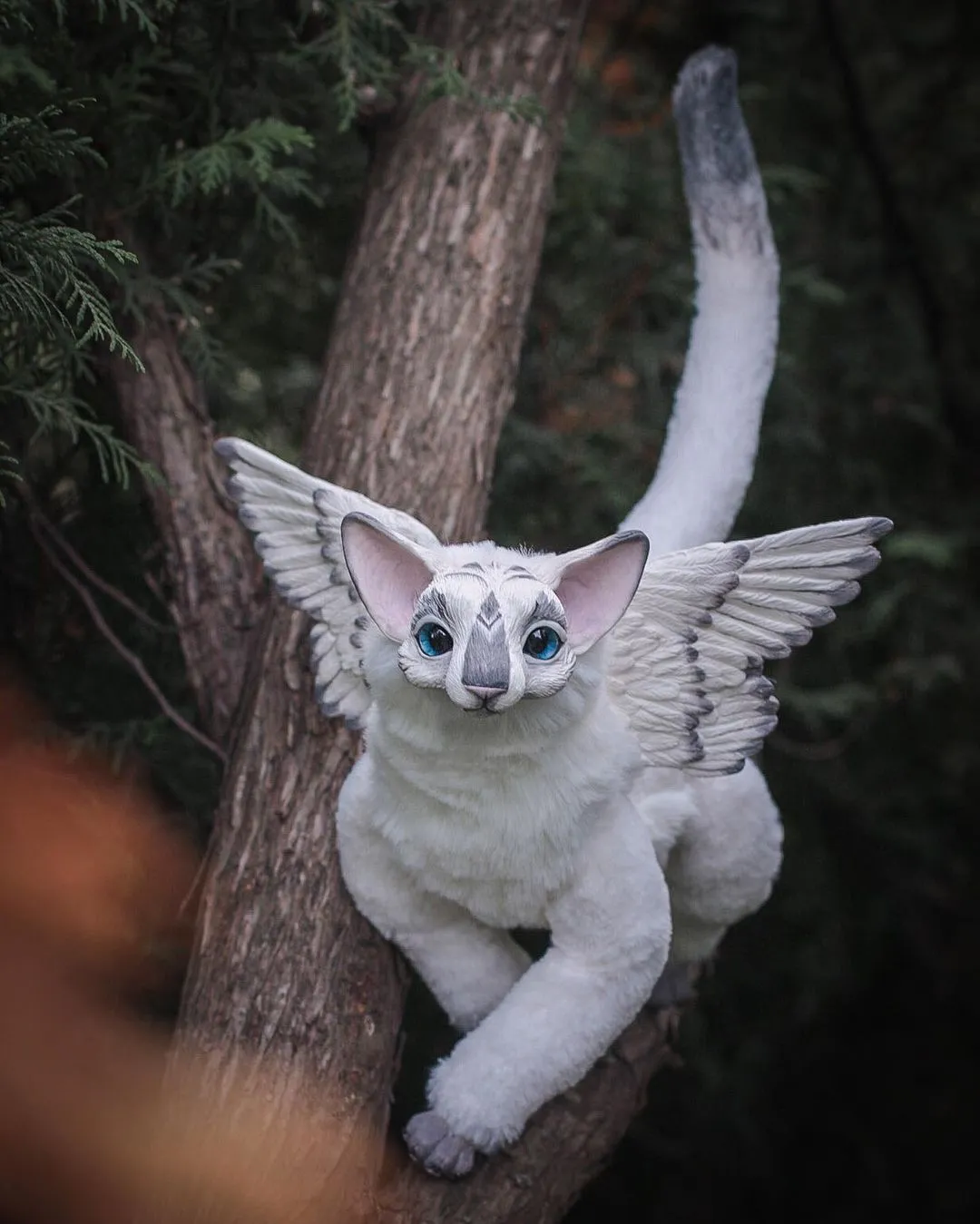 Oriental Angel-cat