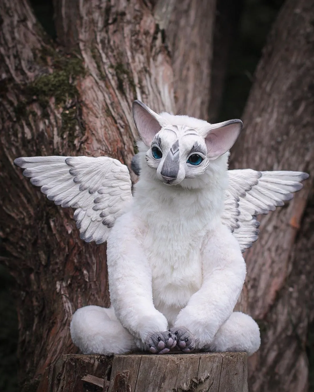 Oriental Angel-cat