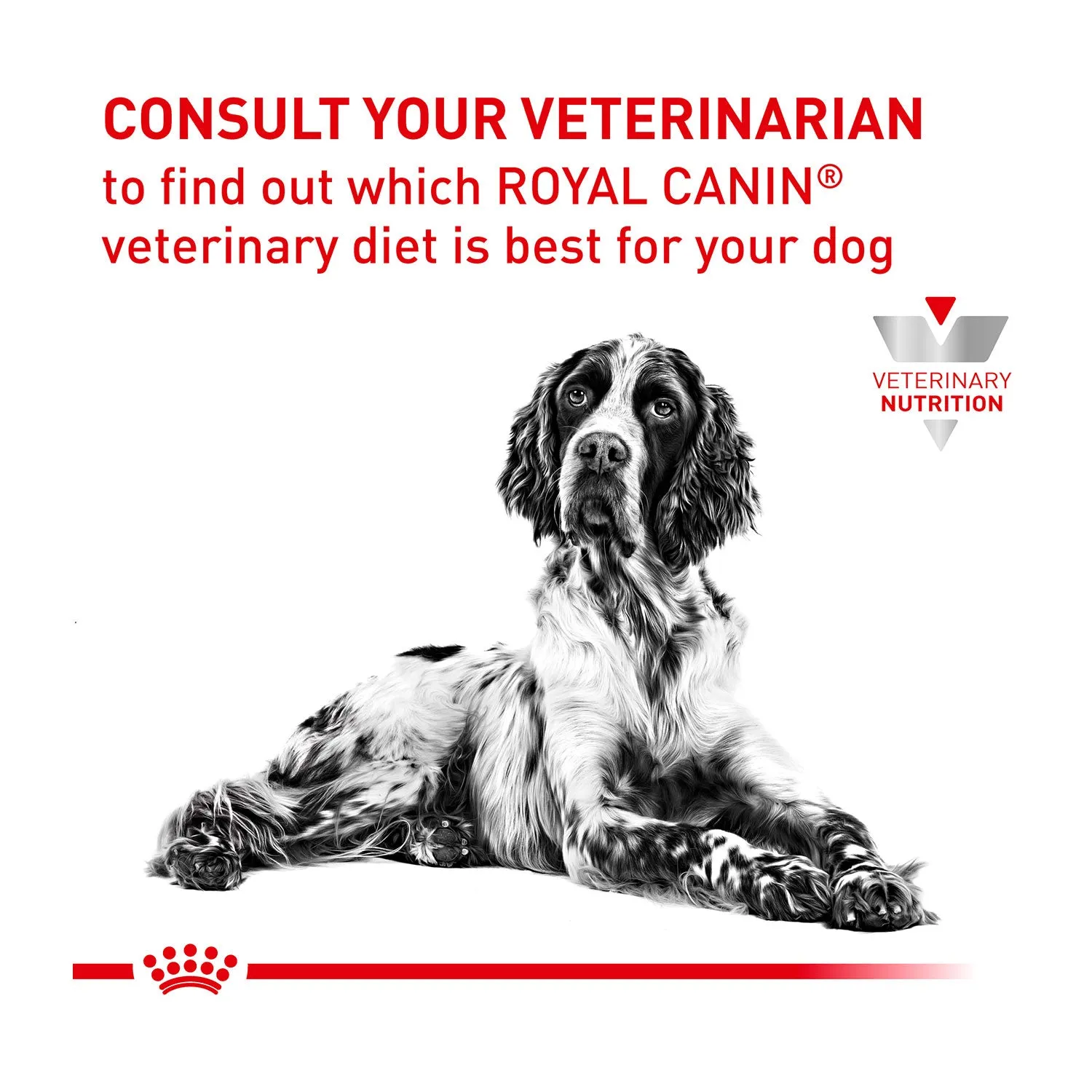 Royal Canin Veterinary Diet Early Renal Dry Dog Food